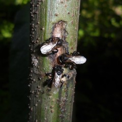 Trigona spinipes