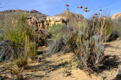 Euryops wageneri