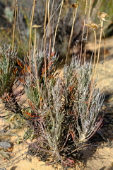 Euryops wageneri