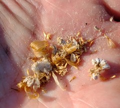 Euryops wageneri