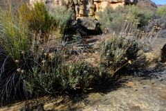 Euryops wageneri