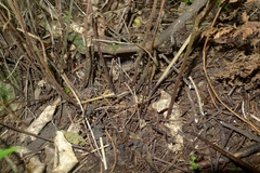 Parapolystichum microsorum