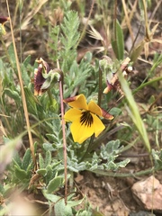 Viola douglasii