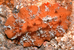 Sclerodoris tuberculata