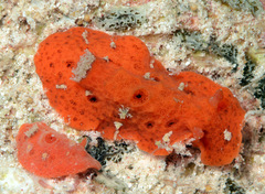 Sclerodoris tuberculata