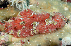 Sclerodoris tuberculata