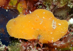 Sclerodoris tuberculata
