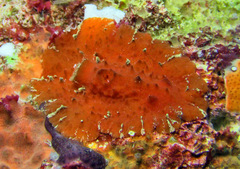 Sclerodoris tuberculata