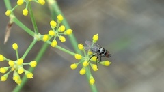 Anthomyia