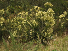 Gaiadendron punctatum