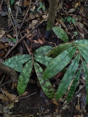 Etlingera brevilabrum