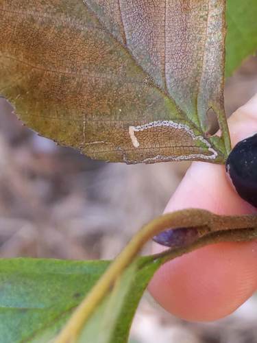 Stigmella corylifoliella photo 5