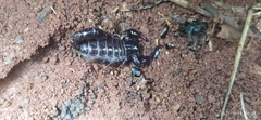Bothriurus bonariensis