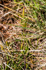 Setaria nigrirostris