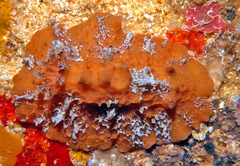 Sclerodoris tuberculata