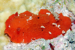 Sclerodoris tuberculata