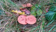 Laccaria