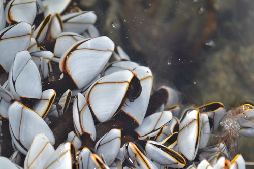 photo of Pelagic Gooseneck Barnacle (Lepas anatifera)