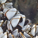 photo of Pelagic Gooseneck Barnacle (Lepas anatifera)