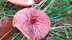 Laccaria