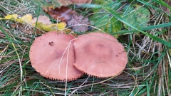 Laccaria