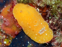 Sclerodoris tuberculata