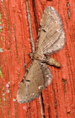 Eupithecia assimilata