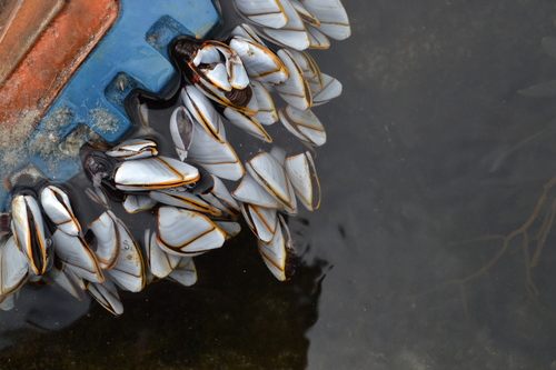 photo of Pelagic Gooseneck Barnacle (Lepas anatifera)