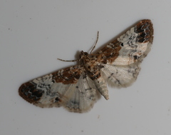 Eupithecia breviculata