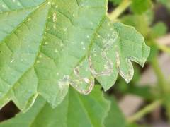 Agromyza pseudoreptans