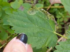 Agromyza pseudoreptans