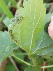 Agromyza pseudoreptans