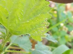 Agromyza pseudoreptans