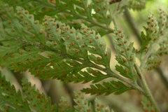 Parapolystichum microsorum