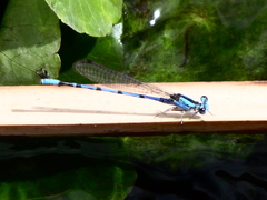 Argia carlcooki