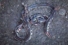 Calliophis intestinalis