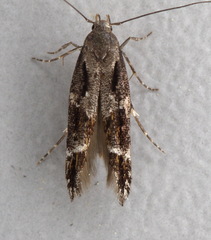 Mompha sturnipennella