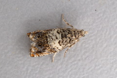 Epinotia subocellana