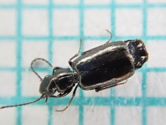 Microlestes maurus