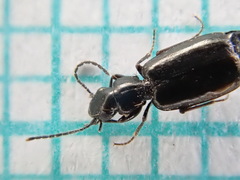 Microlestes maurus