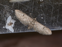 Eupithecia denotata