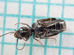 Microlestes maurus