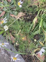 Tripleurospermum inodorum