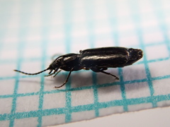Microlestes maurus
