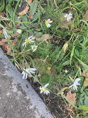 Tripleurospermum inodorum