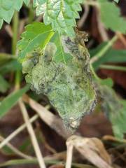 Agromyza pseudoreptans