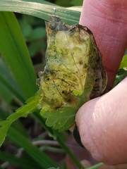 Agromyza pseudoreptans