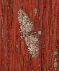 Eupithecia dodoneata