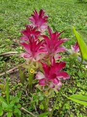 Curcuma longa