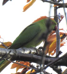 Psittacula krameri